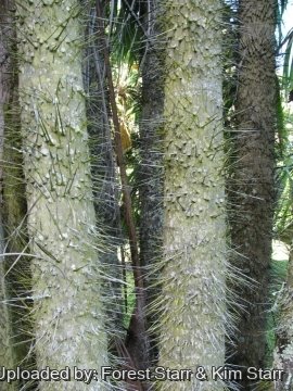 20588 star Forest Starr & Kim Starr