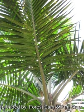 20628 star Forest Starr & Kim Starr