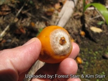 20796 star Forest Starr & Kim Starr