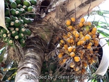 20797 star Forest Starr & Kim Starr