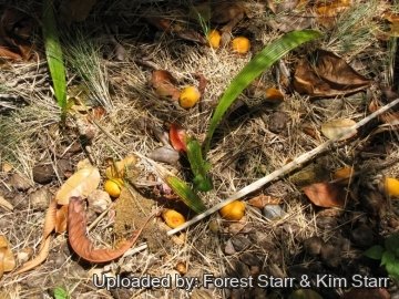 20800 star Forest Starr & Kim Starr