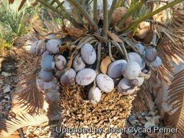 24913 josef Josef Cycad Perner 