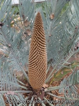 24915 josef Josef Cycad Perner 