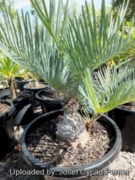 24921 josef Josef Cycad Perner 
