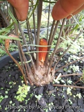 20087 josef Josef Cycad Perner