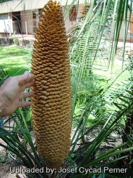 25485 josef Josef Cycad Perner