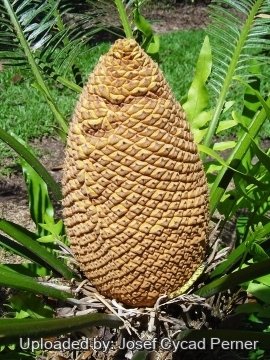 25486 josef Josef Cycad Perner
