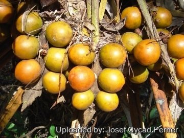 25488 josef Josef Cycad Perner