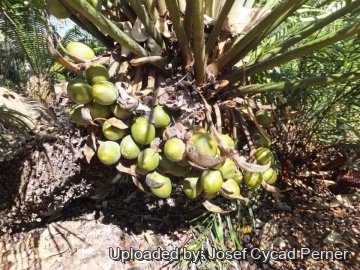 25246 josef Josef Cycad Perner