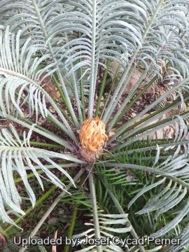 25279 josef Josef Cycad Perner