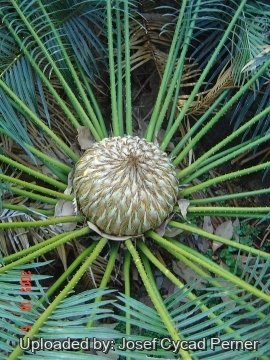 24856 josef Josef Cycad Perner 