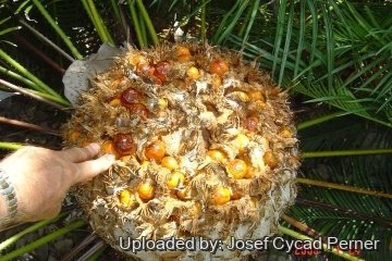 24881 josef Josef Cycad Perner
