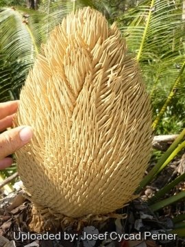 24806 josef Josef Cycad Perner 