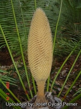 24886 josef Josef Cycad Perner 