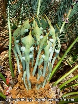 25482 josef Josef Cycad Perner 