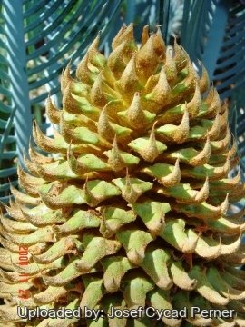 25484 josef Josef Cycad Perner 