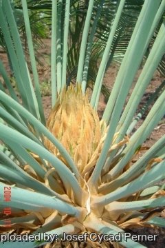 25382 josef Josef Cycad Perner 