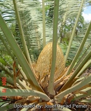 25389 josef Josef Cycad Perner 