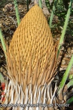 24871 josef Josef Cycad Perner