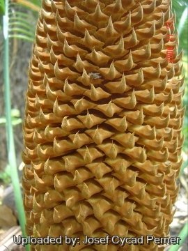 24873 josef Josef Cycad Perner