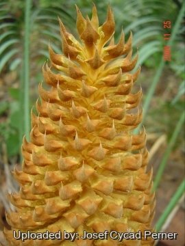 24874 josef Josef Cycad Perner