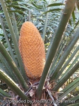24829 josef Josef Cycad Perner
