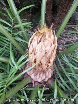 25283 josef Josef Cycad Perner