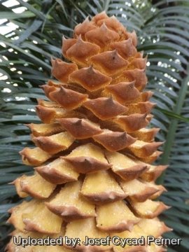 25285 josef Josef Cycad Perner