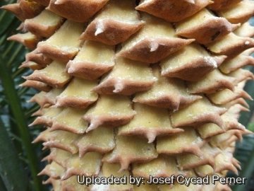 25286 josef Josef Cycad Perner