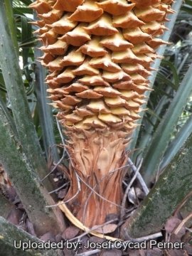 25287 josef Josef Cycad Perner