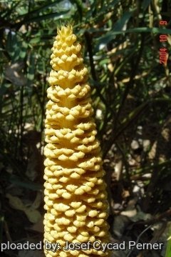 24876 josef Josef Cycad Perner