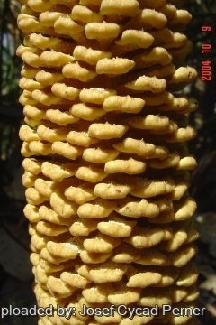 24877 josef Josef Cycad Perner