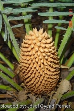 24848 josef Josef Cycad Perner 