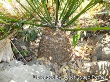 25138 josef Josef Cycad Perner
