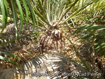 25141 josef Josef Cycad Perner