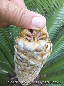 24747 josef Josef Cycad Perner