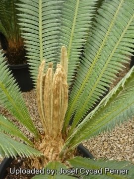 24750 josef Josef Cycad Perner