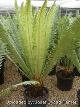 24751 josef Josef Cycad Perner
