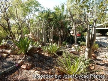 19898 josef Josef Cycad Perner