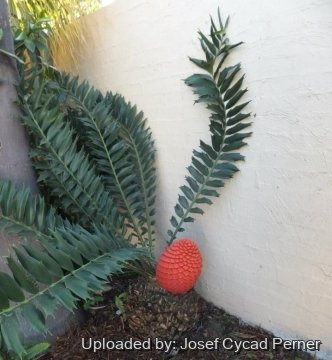 25170 josef Josef Cycad Perner 