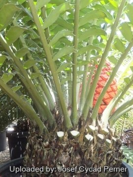 20106 josef Josef Cycad Perner 