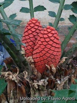 25223 flavio Flavio Agrosi