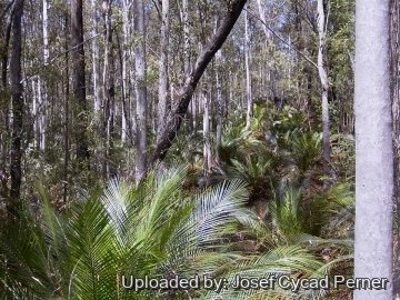 21751 josef Josef Cycad Perner