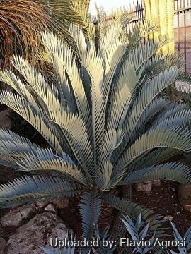 30639 flavio Flavio Agrosi