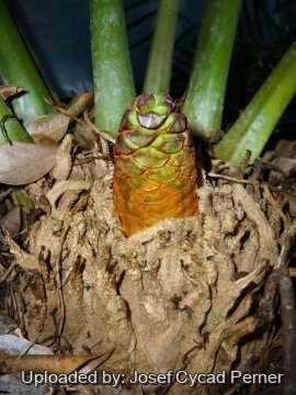 25137 josef Josef Cycad Perner