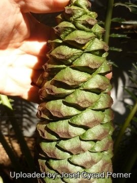 24798 josef Josef Cycad Perner