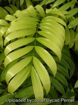 25427 josef Josef Cycad Perner