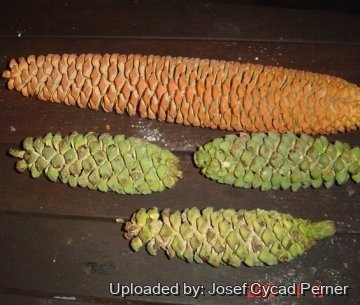24778 josef Josef Cycad Perner