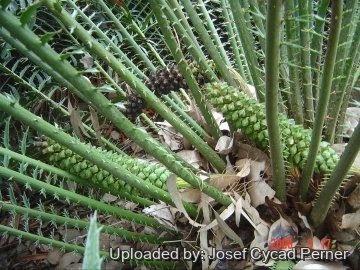 24780 josef Josef Cycad Perner