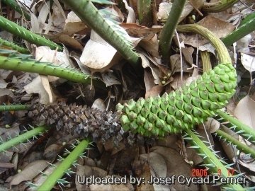 24781 josef Josef Cycad Perner
